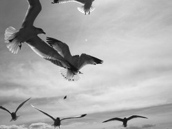 Journal_pane_9574631389852259